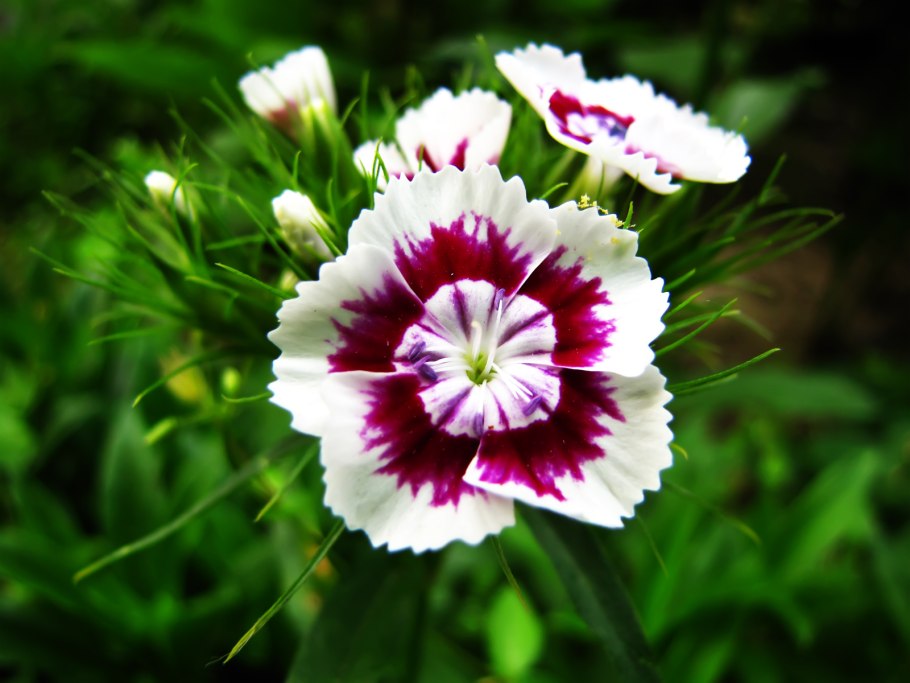 Цветок гвоздика