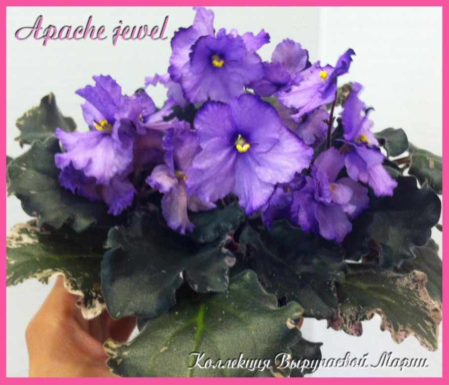 Фиалка Лесная Виола