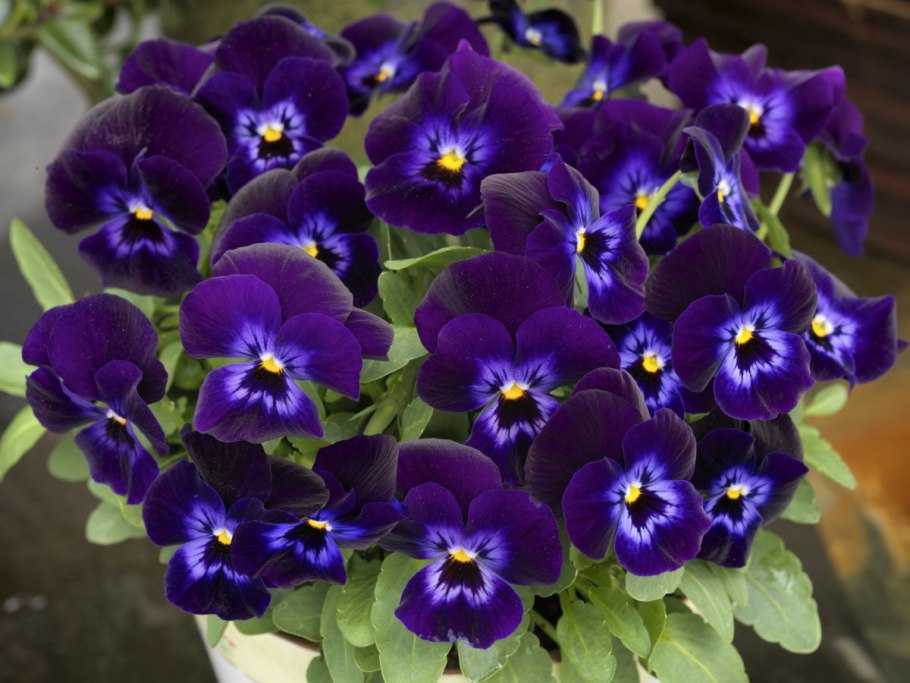 Лесная фиалка Паспалеева