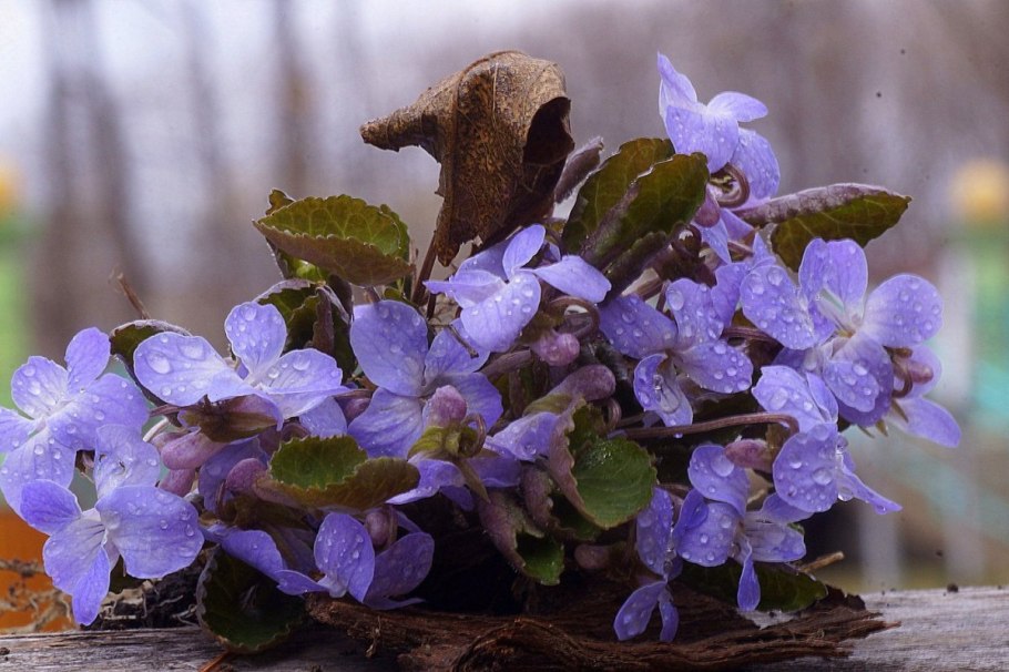 Пармские фиалки