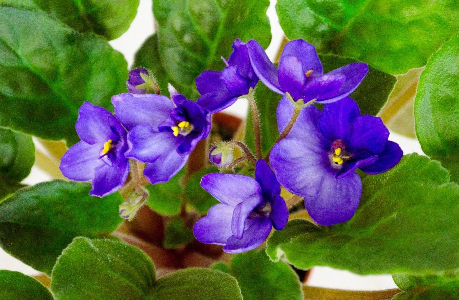 Фиалка надрезанная Viola Incisa