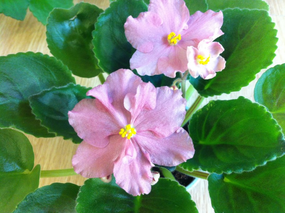 Фиалка Роял Викинг