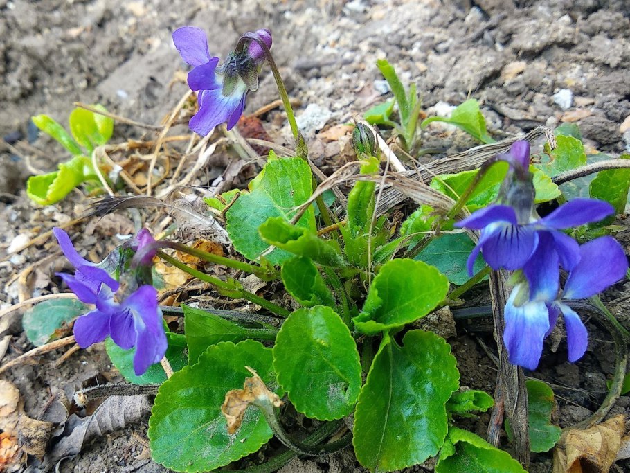 Фиалка надрезанная