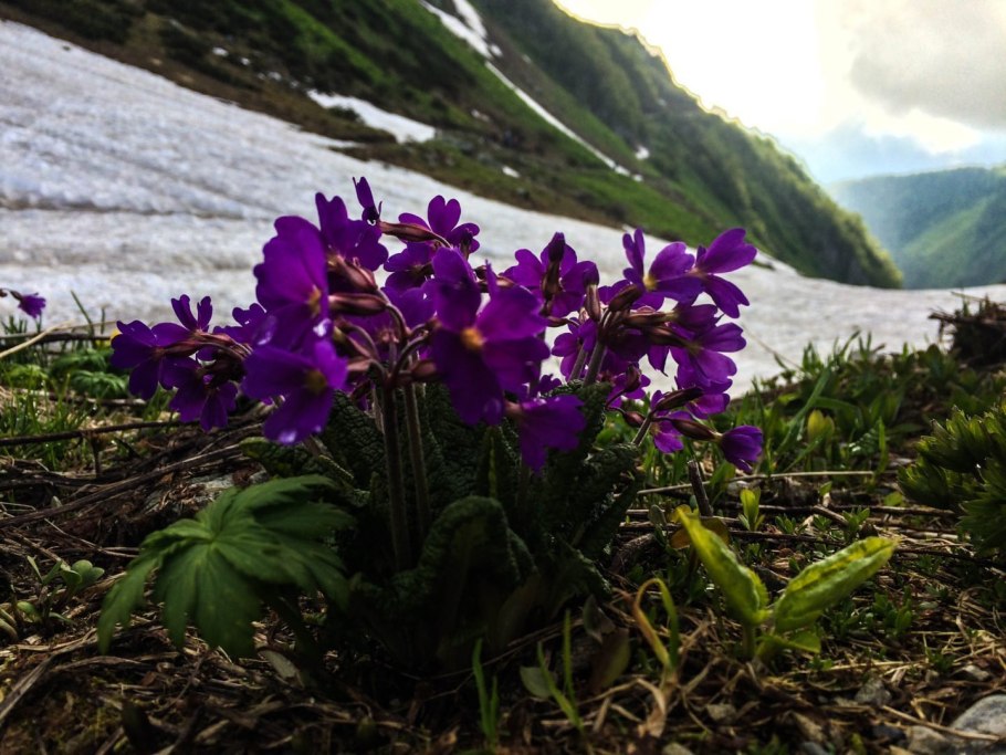 Фиалка клобучковая