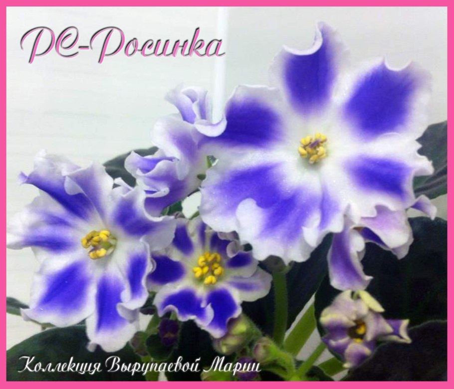 Фиалка росинка