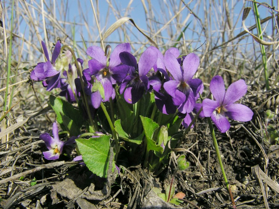 Мюллер Макуни фиалка
