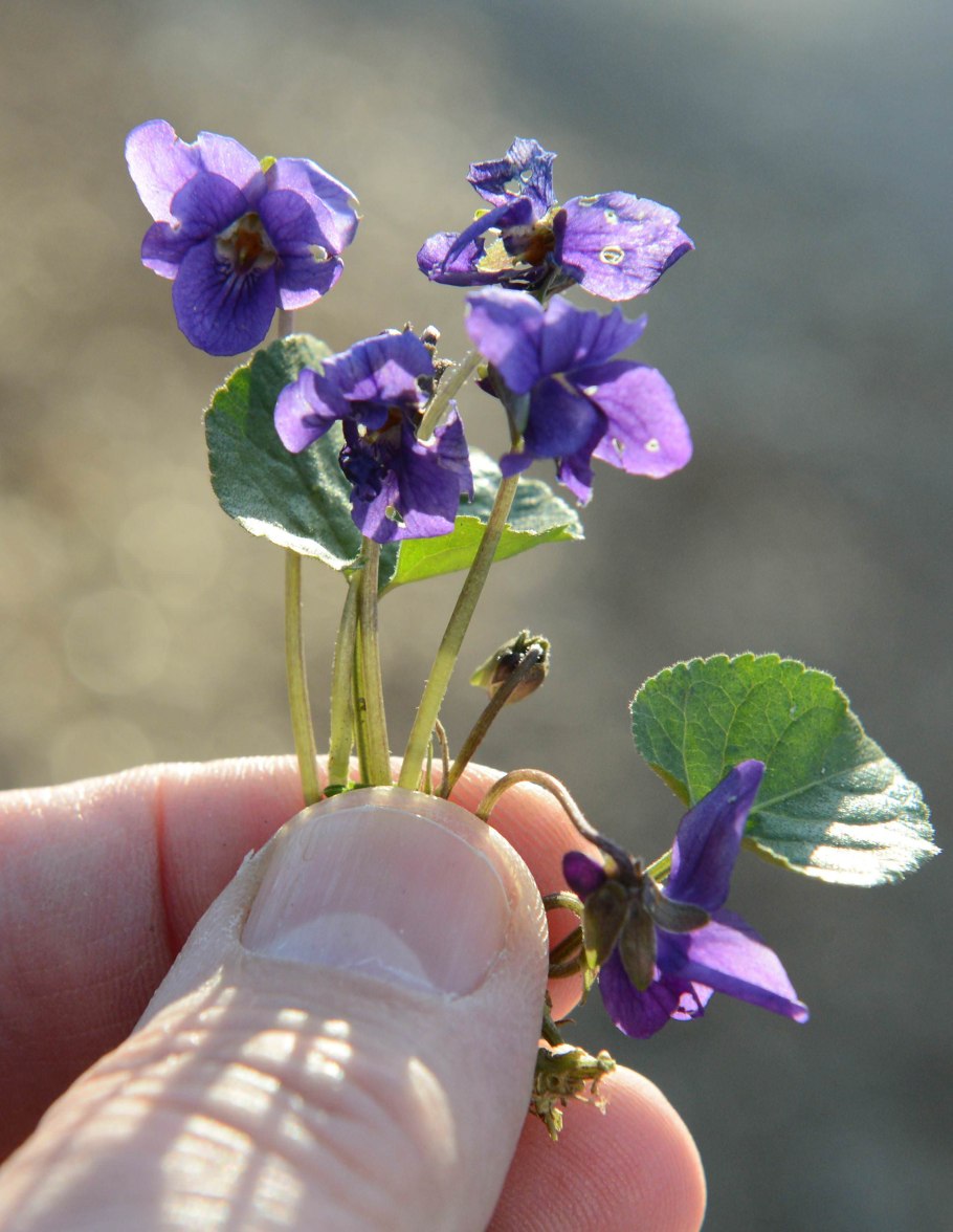 Фиалка Крымская