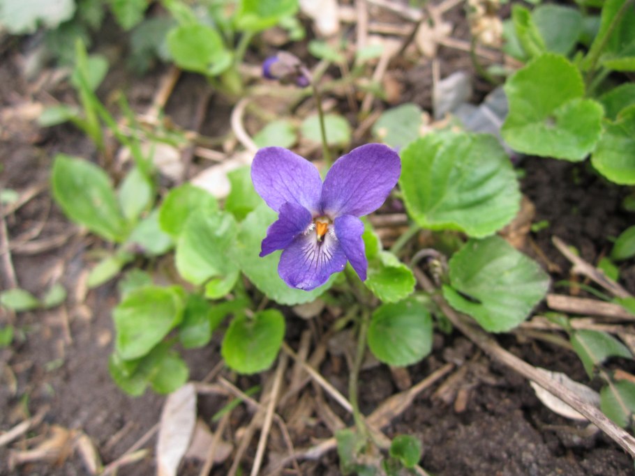 Фиалка Морица