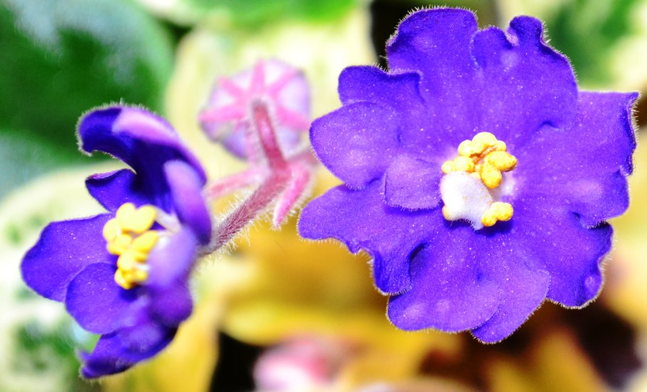 Фиалка Виконт