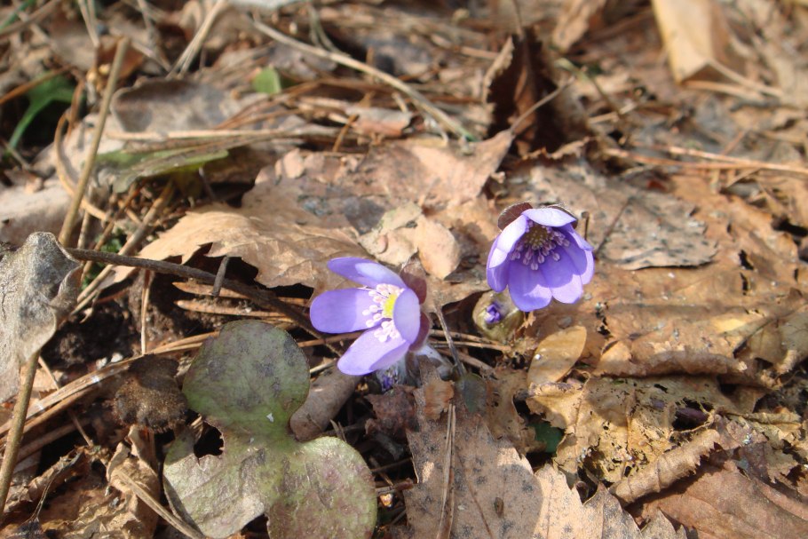 Фиалка подснежник