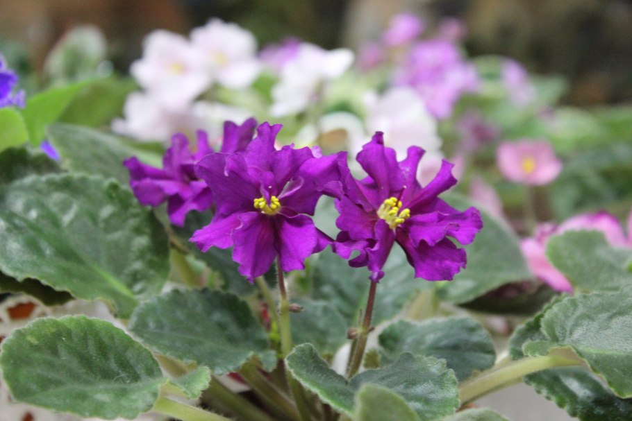 Фиалка надрезанная