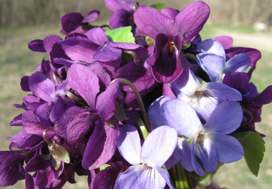 Фиалка лесная