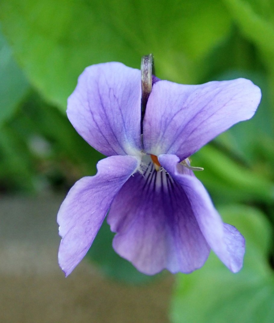 Фиалка душистая