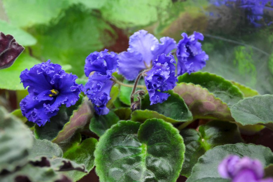 Фиалка Морица