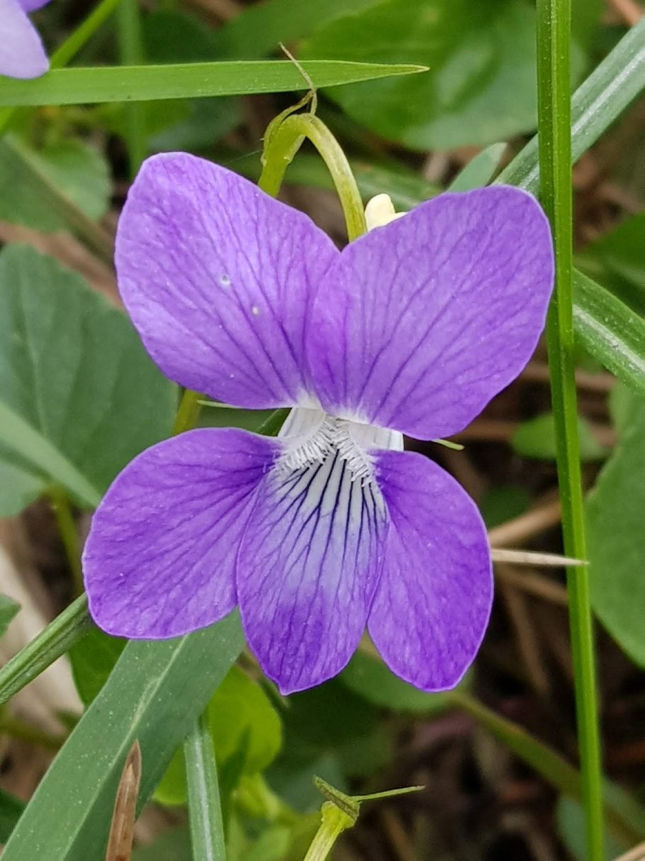 Viola odorata растение