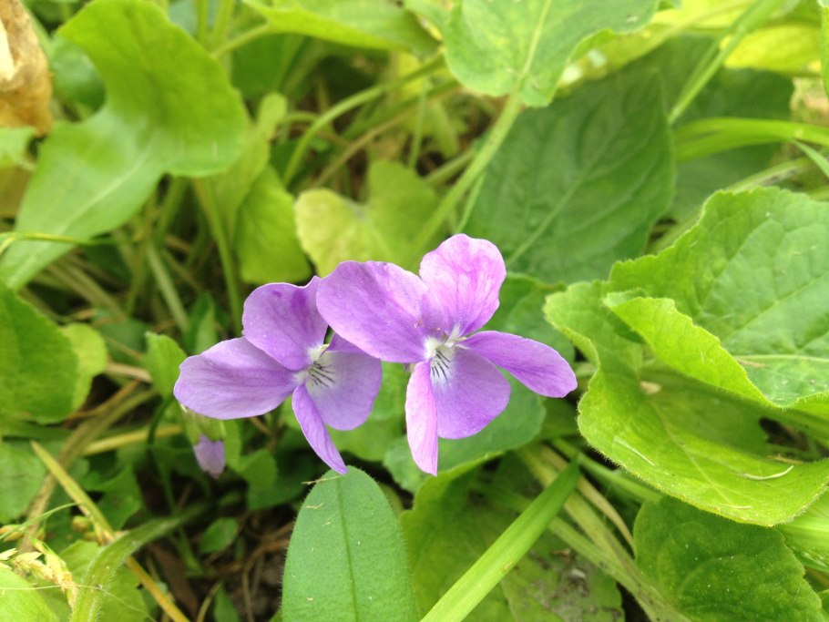Фиалка Лесная Виола