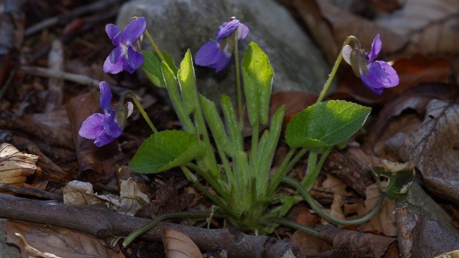 Фиалка (viola odorata)