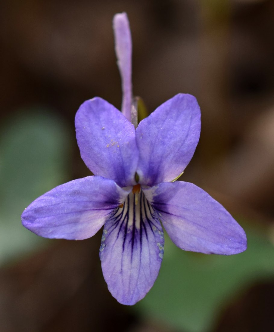 Виола гибридная