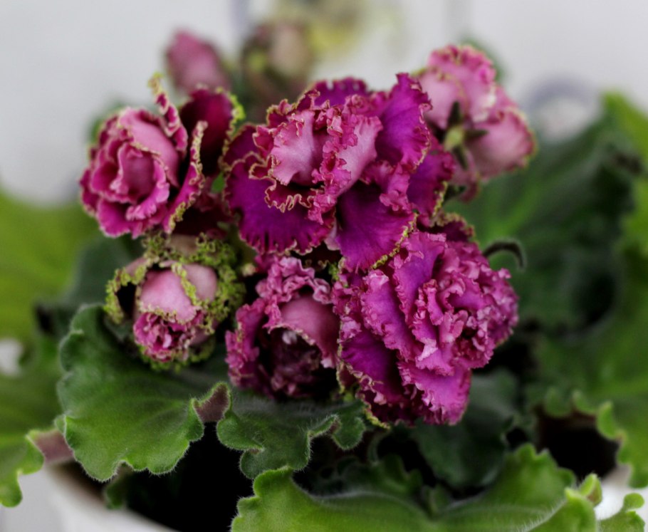 Фиалки хорошего настроения