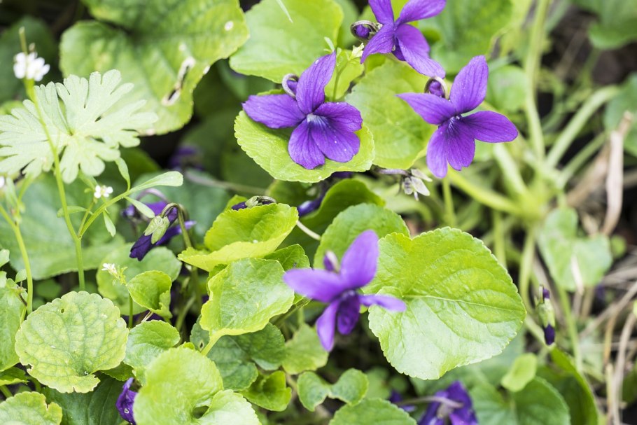 Viola odorata фиалка душистая