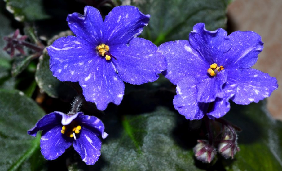 Узамбарская фиалка синяя