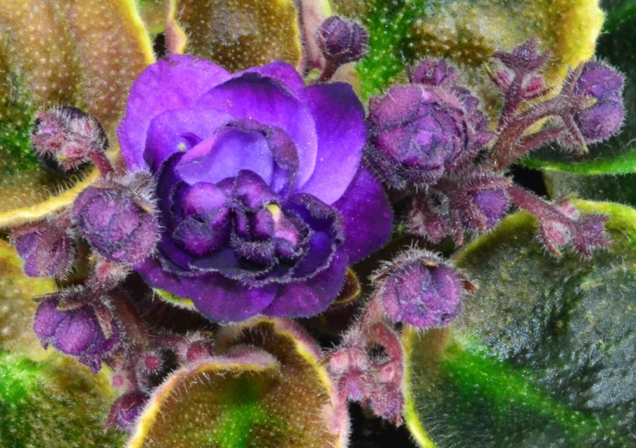 Фиалка дамасская роза