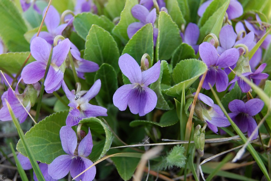 Фиалка топяная viola uliginosa