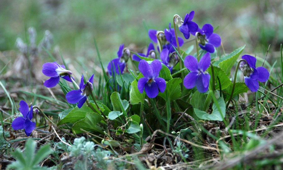 Первоцвет фиалка лесная