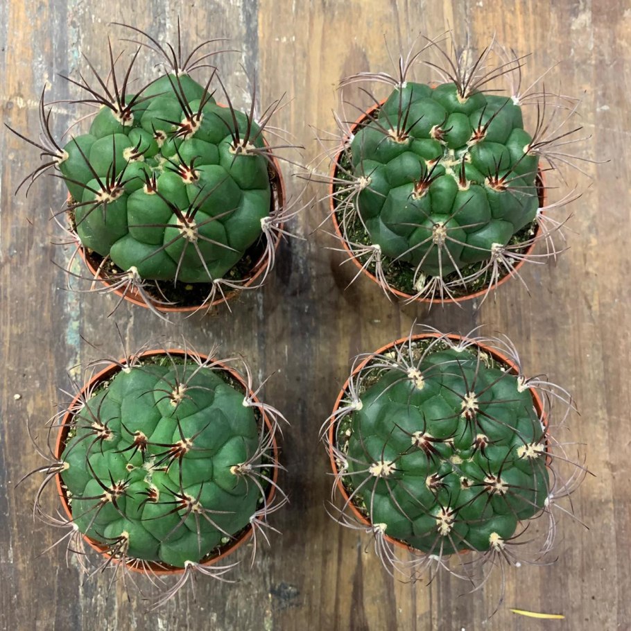 Гимнокалициум saglionis цветок