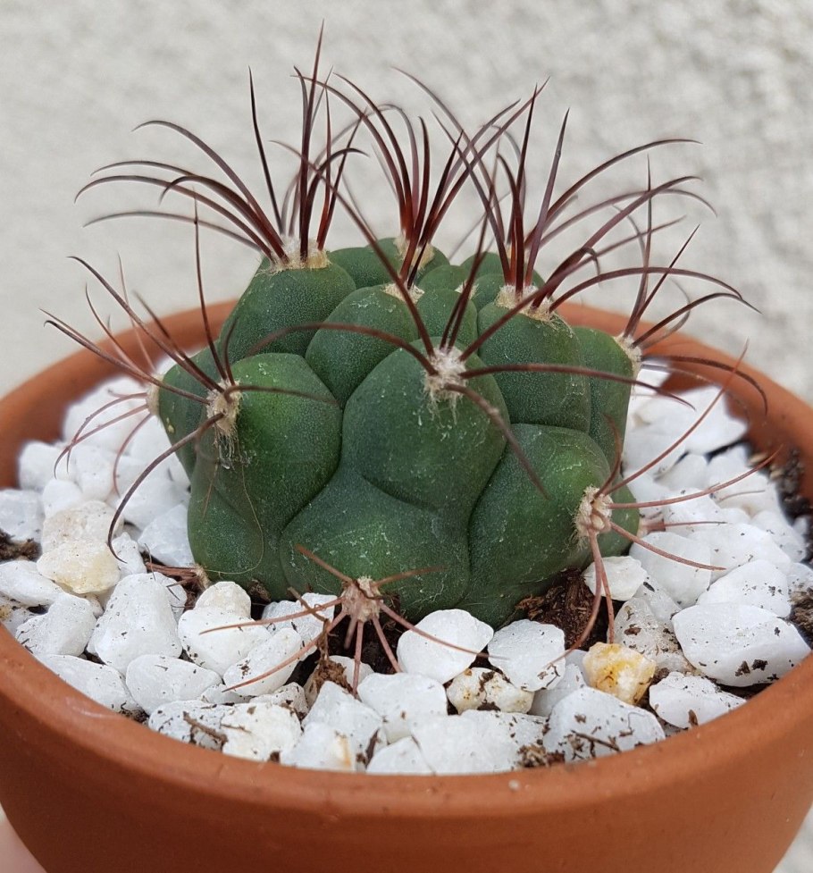 Gymnocalycium saglionis