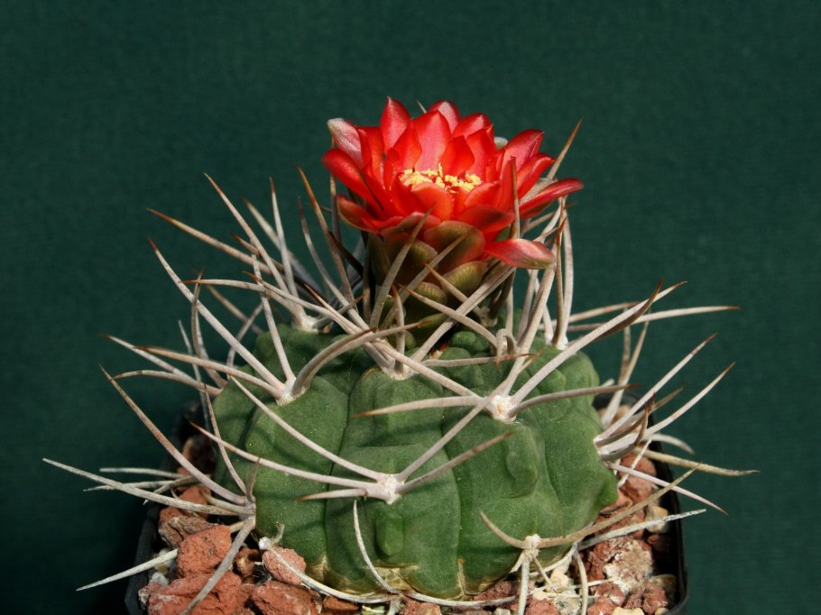 Гимнокалициум отросток