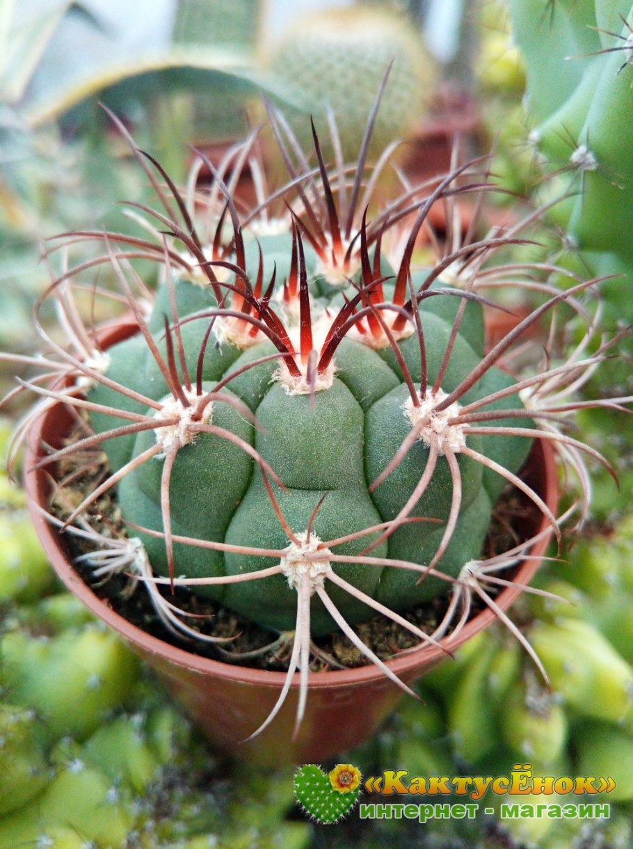 Гимнокалициум тиллианум