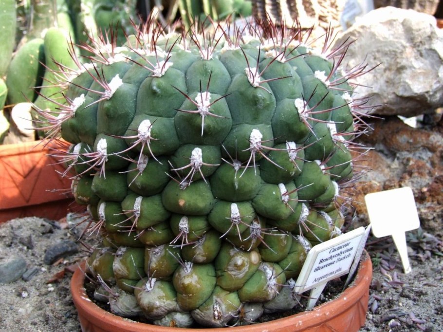 Гимнокалициум горбатый