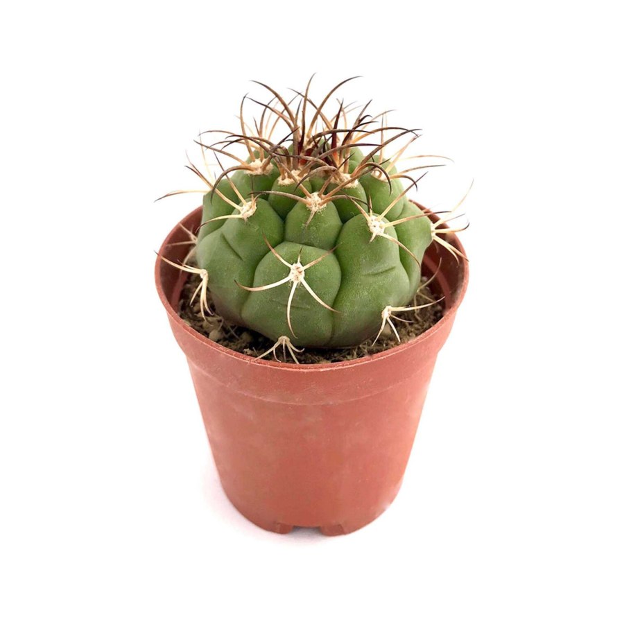 Гимнокалициум саглионис