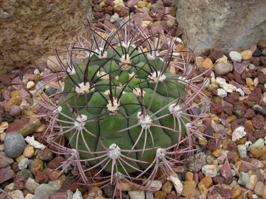Gymnocalycium saglionis/Гимнокалициум саглионис