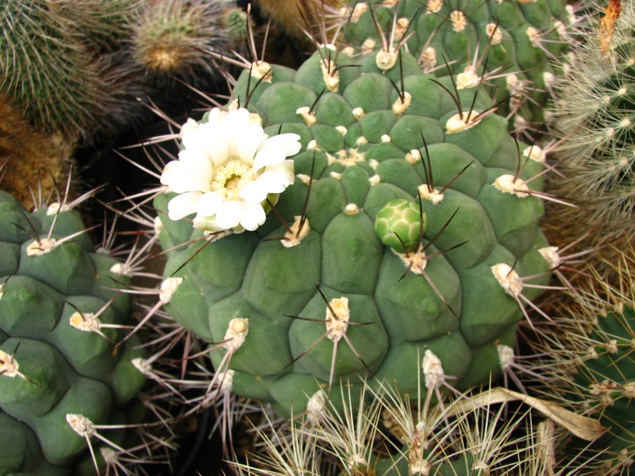 Гимнокалициум saglionis