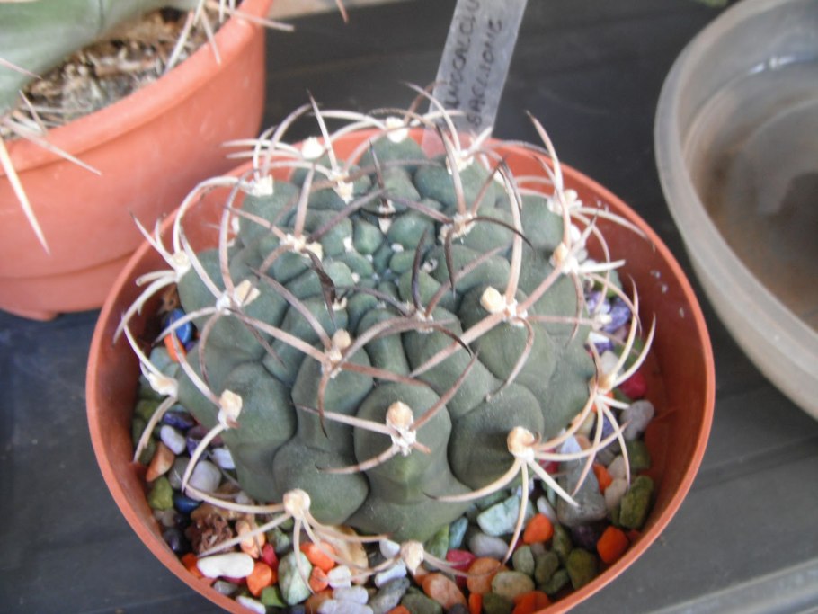 Gymnocalycium schroederianum ssp. paucicostatum