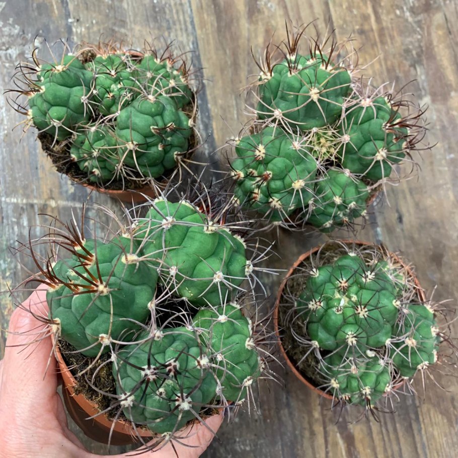 Gymnocalycium bayrianum VG-1290
