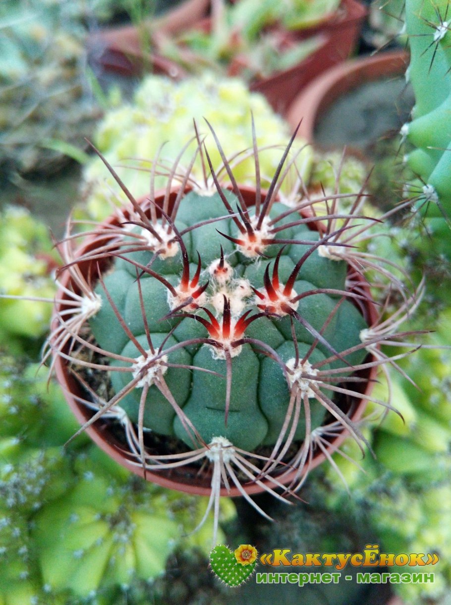 Gymnocalycium zegarrae