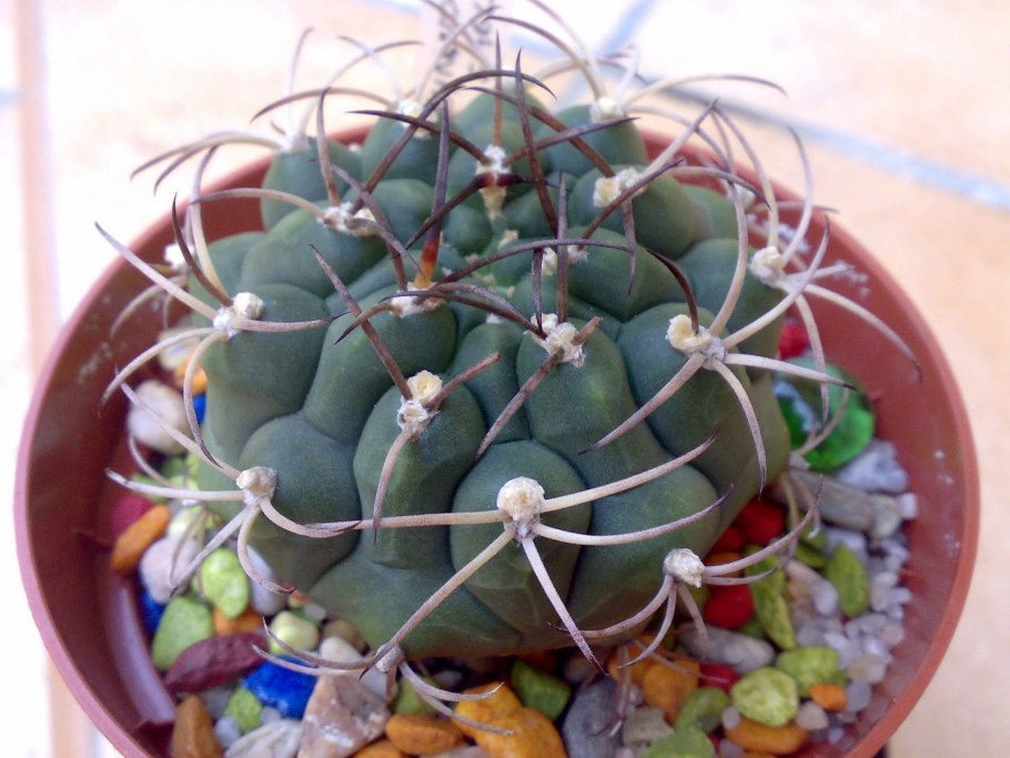 Гимнокалициум саглионе