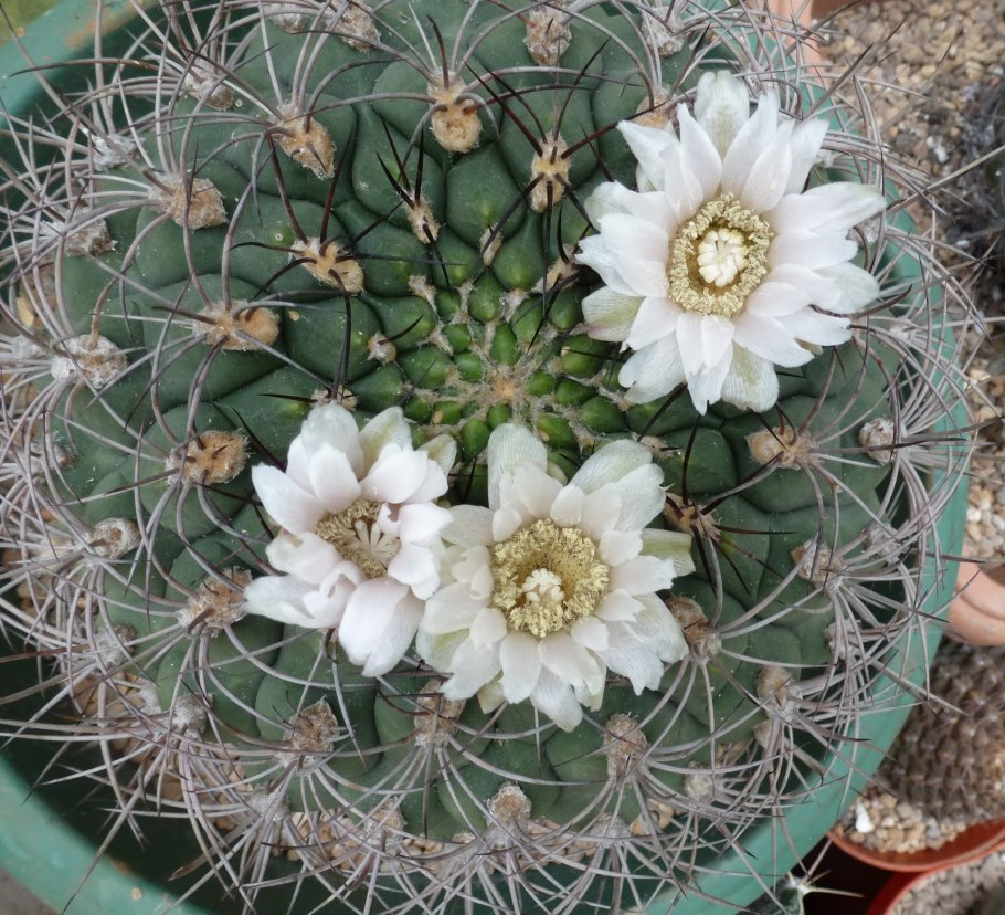 Гимнокалициум саглионис