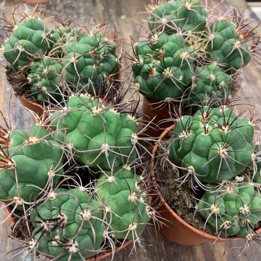 Гимнокалициум саглионис цветение