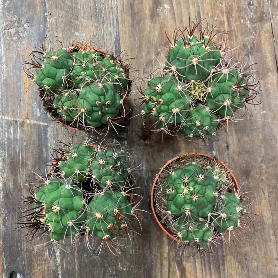 Гимнокалициум саглионис цветение