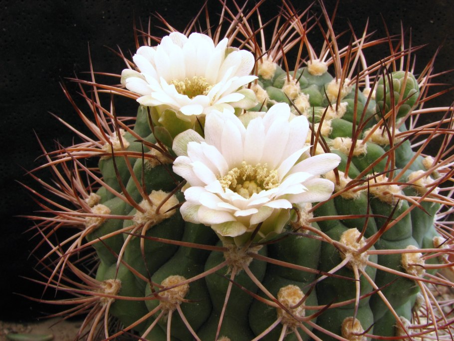 Гимнокалициум кактус