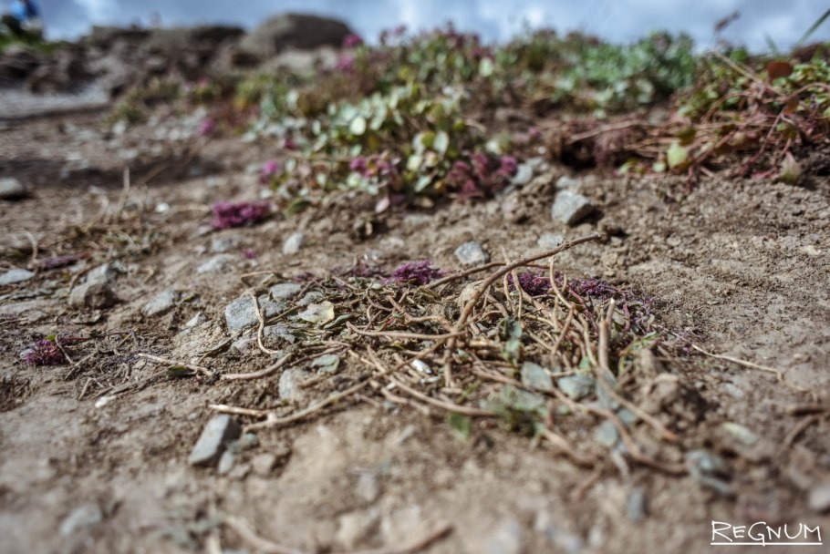 Исчезновение растительности