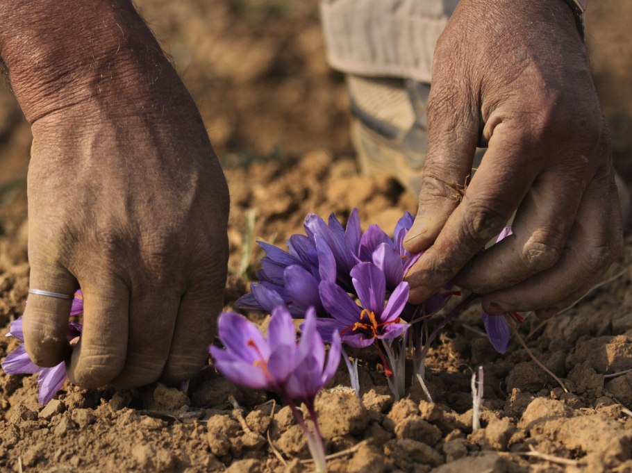 Первоцветы Крыма