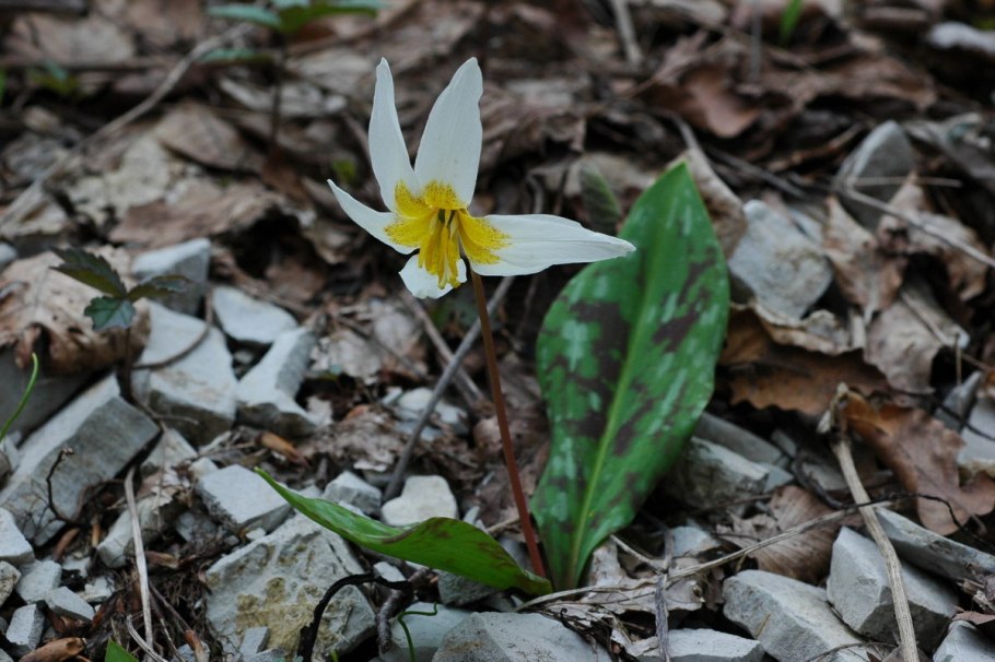 Флора и фауна растения