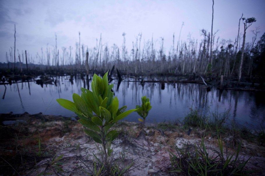 Растения НСО занесенные в красную
