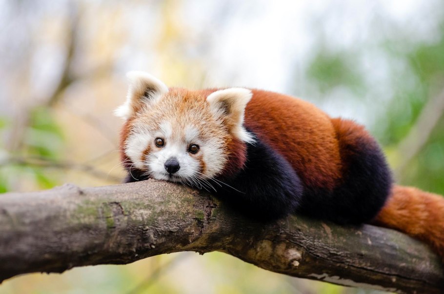 Венерин башмачок в Карелии