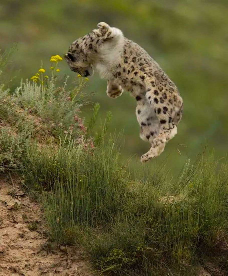 Вымирание редких видов животных